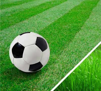 Рулонный газон: виды, подготовка почвы