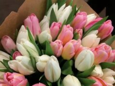 Тюльпаны: любимые цветы большинства женщин