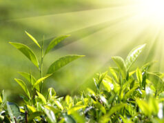 Тест «Жизнь растений»: проверка знаний учащихся