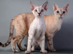 Девон-рекс: особенности породы