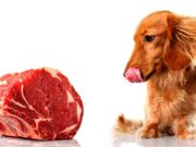 Какое мясо для собак стоит выбирать?