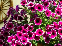 Сколько воды нужно прицепным петуниям в день?