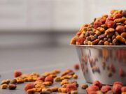 Критерии выбора корма собаке