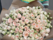 Какие розы подарить любимой девушке?