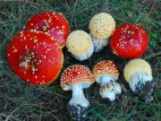 Мухомор: виды и лечебные свойства