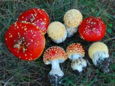 Мухомор: виды и лечебные свойства