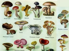 Съедобные и условно съедобные грибы