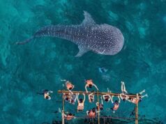 Экскурсии с китовыми акулами в Ослобе на Филиппинах