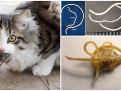 Гельминты у домашних животных: признаки и лечение