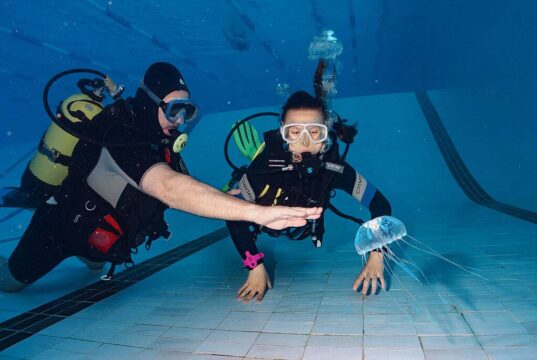 Дайвинг школа Матерые Бобры: особенности обучения дайвингу