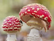От каких проблем со здоровьем может помочь красный мухомор